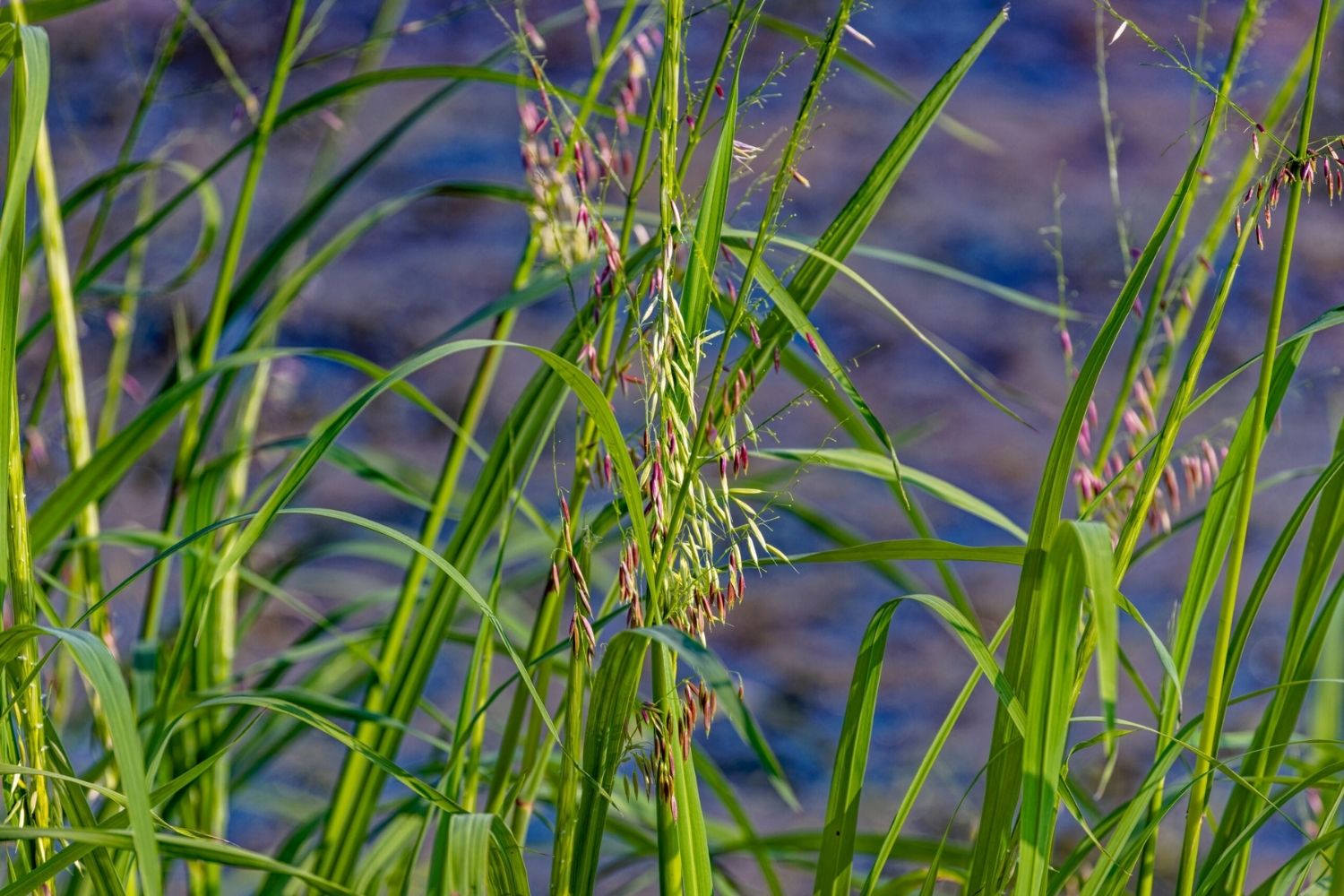 secrets-of-wild-rice-harvesting-at-minnesotas-leech-lake-reservation