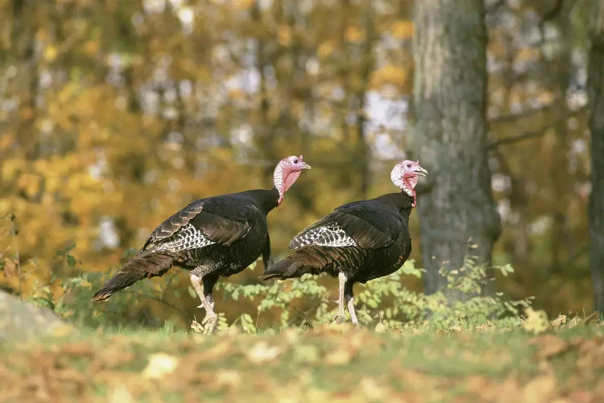 secrets-of-wild-turkey-habitats-in-arkansass-buffalo-national-river