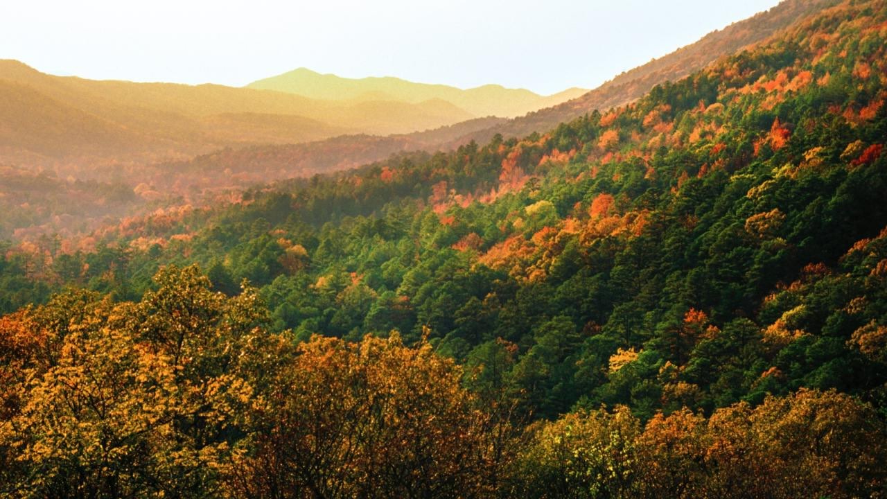 secrets-of-wild-turkey-habitats-in-arkansass-ouachita-national-forest