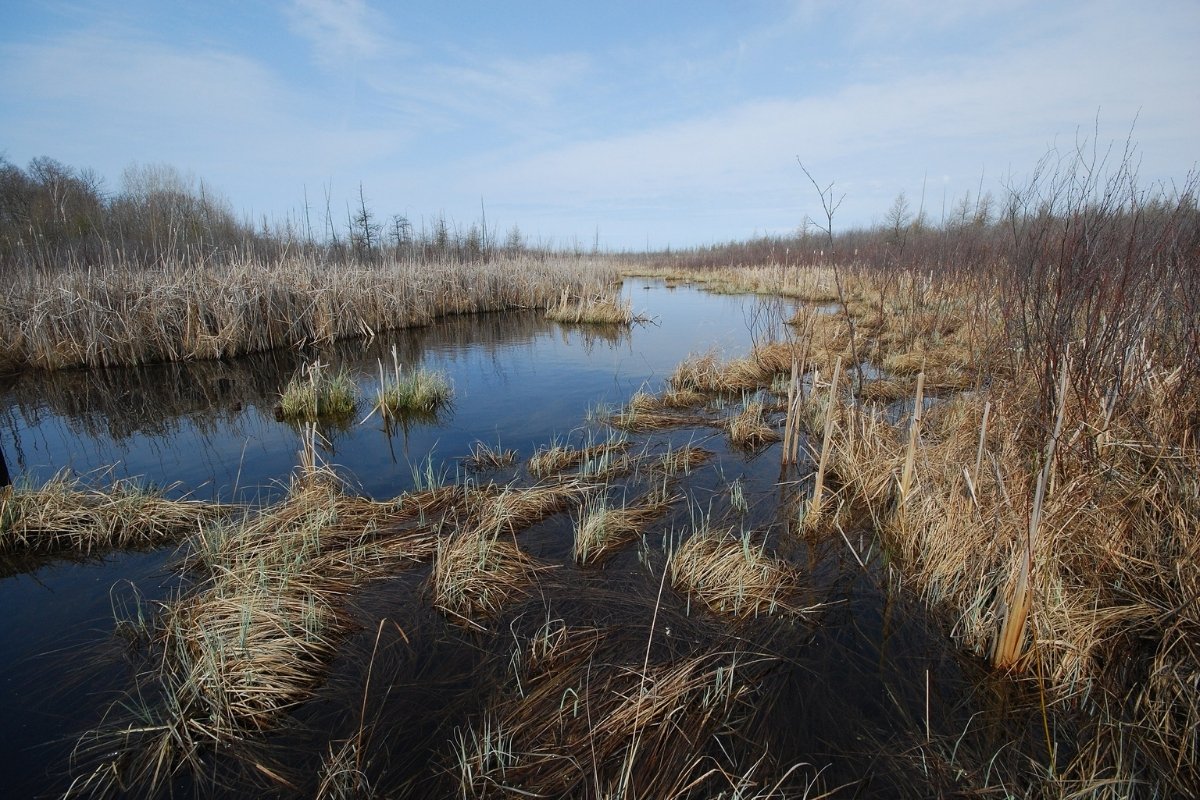 Secrets-Of-Wisconsin8217s-Cedarburg-Bog secrets-of-wisconsins-cedarburg-bog