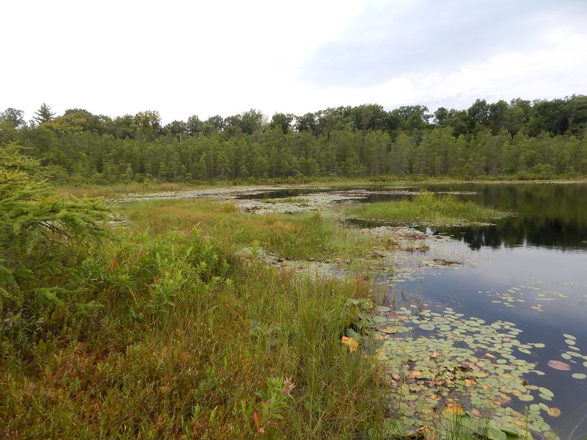 Secrets-Of-Wisconsin8217s-Floating-Bog-Gardens secrets-of-wisconsins-floating-bog-gardens