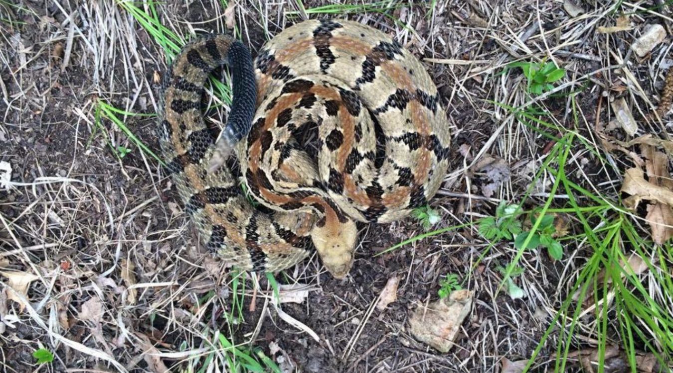 Secrets-Of-Wisconsin8217s-Kettle-Moraine-Rattlesnake-Hibernacula secrets-of-wisconsins-kettle-moraine-rattlesnake-hibernacula