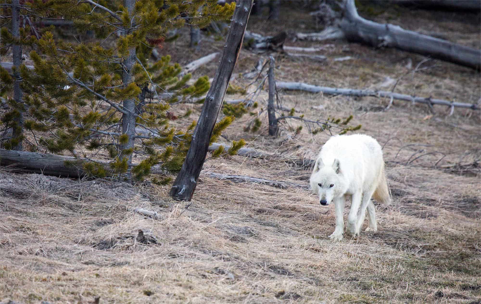Secrets-Of-Wolf-Reintroduction-In-Arizona8217s-Apache-National-Forest secrets-of-wolf-reintroduction-in-arizonas-apache-national-forest