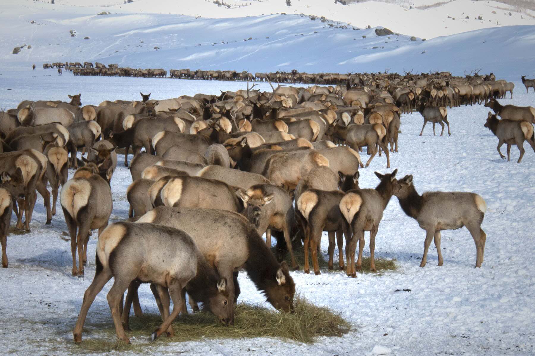 secrets-of-wyomings-elk-calving-grounds