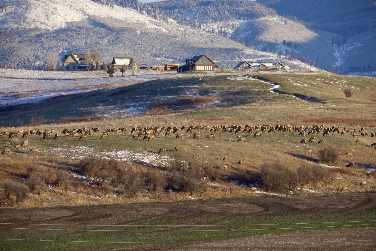 Secrets-Of-Wyoming8217s-Greater-Yellowstone-Wildlife-Corridors secrets-of-wyomings-greater-yellowstone-wildlife-corridors