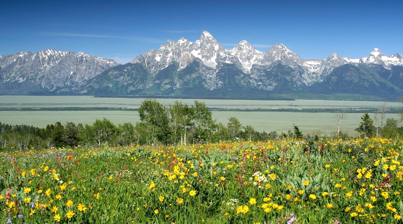 secrets-of-wyomings-iridescent-mountain-wildflower-meadows