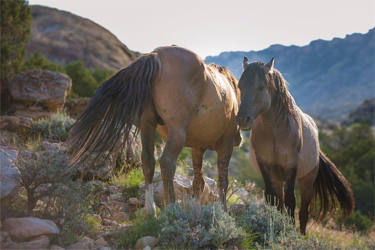Secrets-Of-Wyoming8217s-Pryor-Mountains-Wild-Mustangs secrets-of-wyomings-pryor-mountains-wild-mustangs
