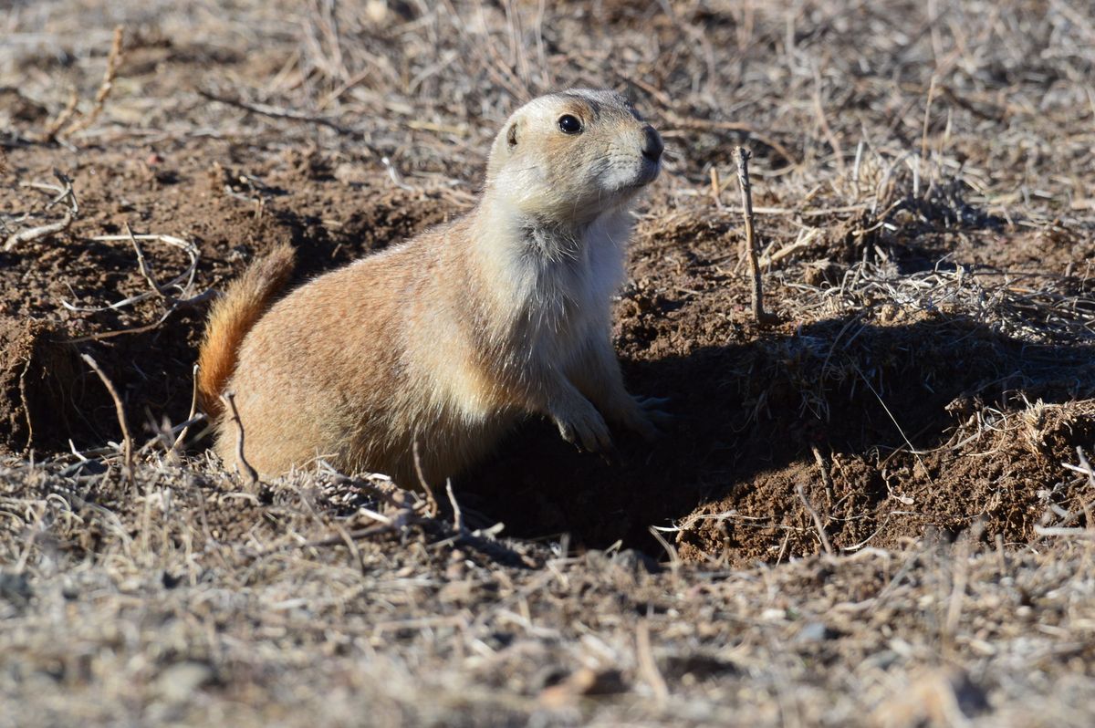 secrets-of-wyomings-thunder-basin-prairie-dog-towns