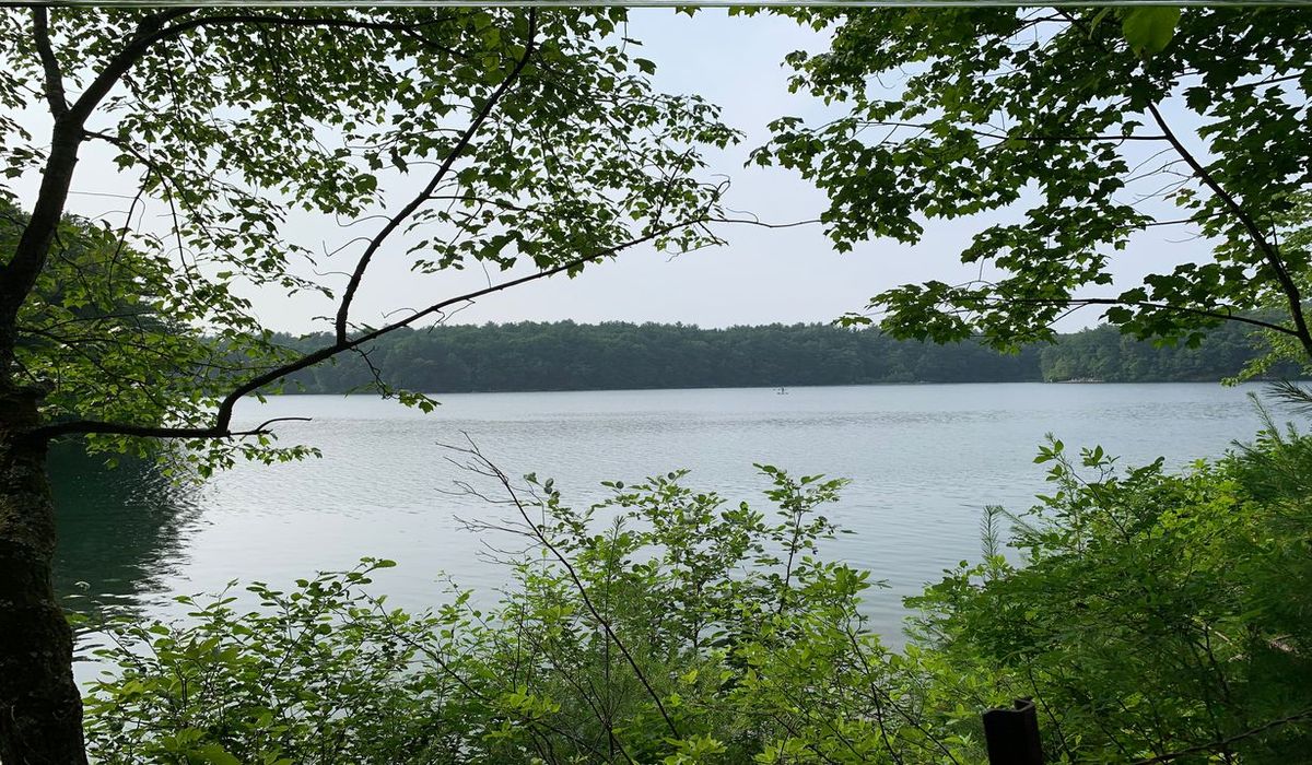 the-enigmatic-forest-ponds-of-massachusettss-walden