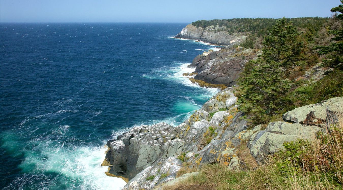 the-enigmatic-forest-spirit-trees-of-monhegan-island