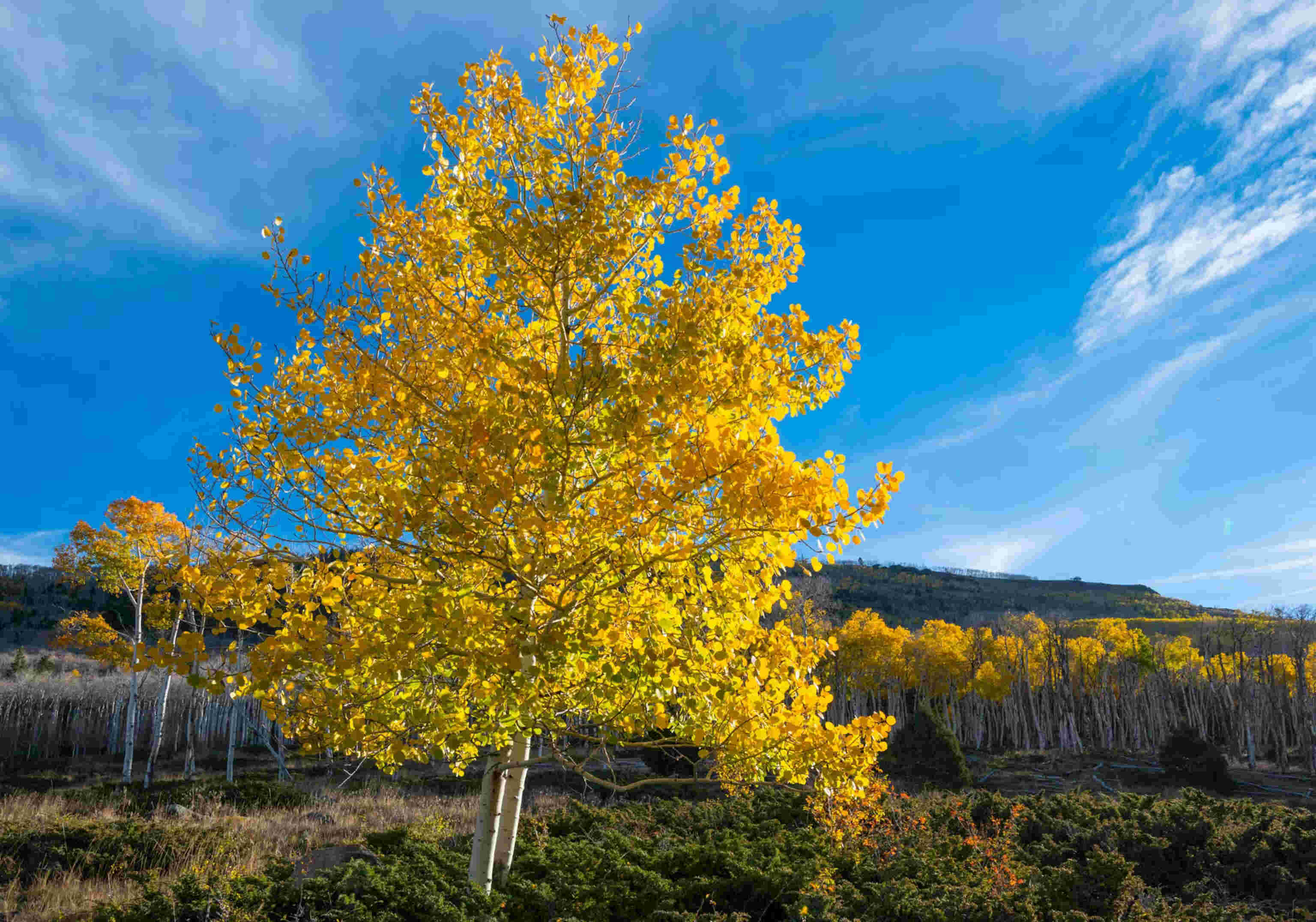 The-Hidden-Life-Of-Utah8217s-Pando-Aspen-Grove the-hidden-life-of-utahs-pando-aspen-grove