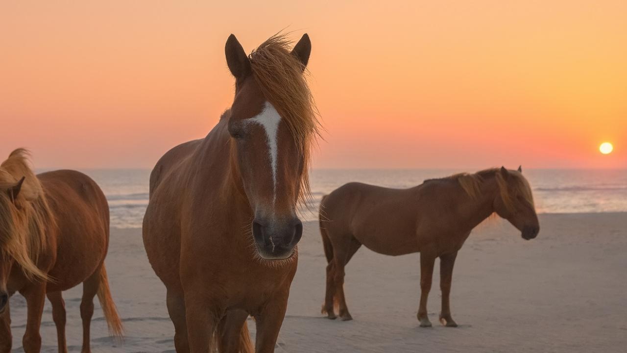 the-hidden-lives-of-marylands-assateague-island-wild-ponies