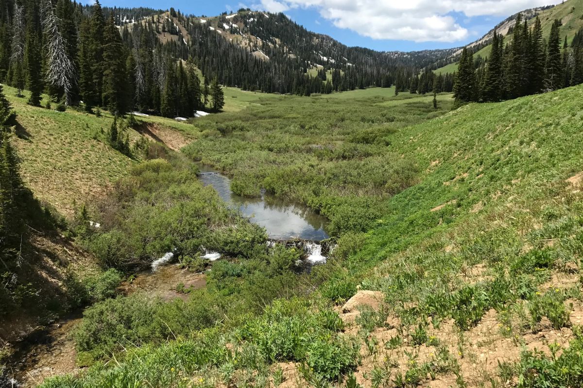 the-hidden-secrets-of-idahos-centennial-range-meadows