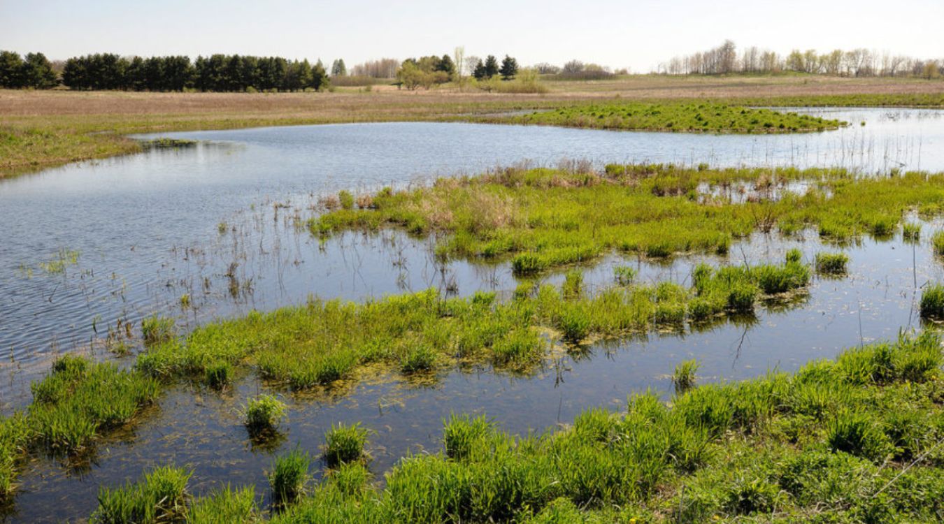 The-Hidden-Secrets-Of-Iowa8217s-Prairie-Pothole-Wetlands the-hidden-secrets-of-iowas-prairie-pothole-wetlands