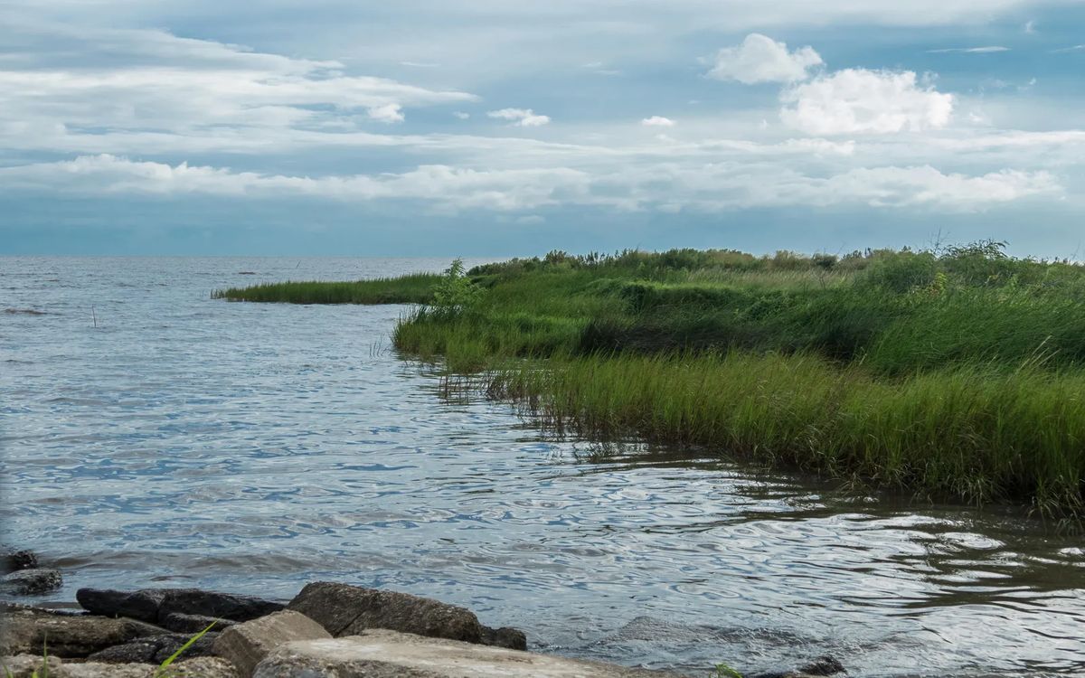 the-hidden-secrets-of-louisianas-isle-derniere-wetlands