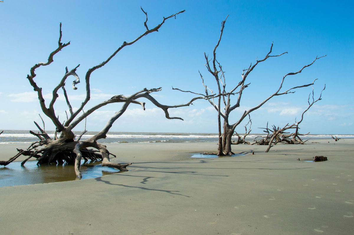 The-Hidden-Wetlands-Of-South-Carolina8217s-Bulls-Island the-hidden-wetlands-of-south-carolinas-bulls-island