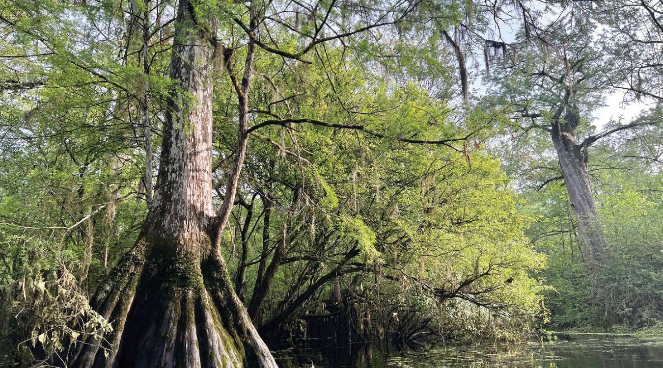 the-hidden-wonders-of-georgias-ebenezer-creek-spanish-moss-cathedral