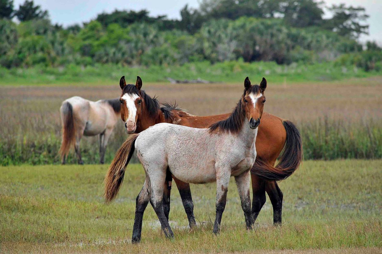 the-hidden-world-of-georgias-cumberland-island-wild-horses