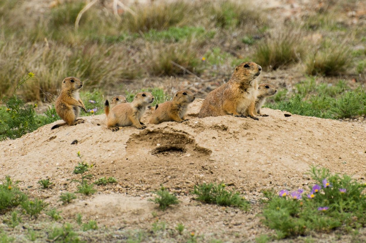 the-mystery-of-colorados-vanishing-prairie-dog-towns