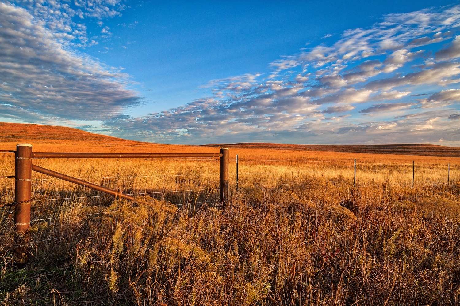 the-mystery-of-kansass-vanishing-tallgrass-prairies