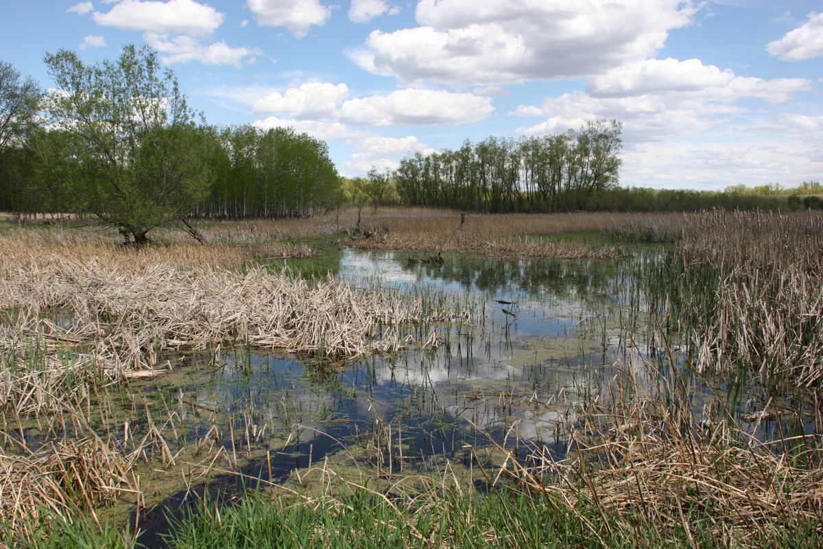 the-mystery-of-minnesotas-vanishing-prairie-wetlands