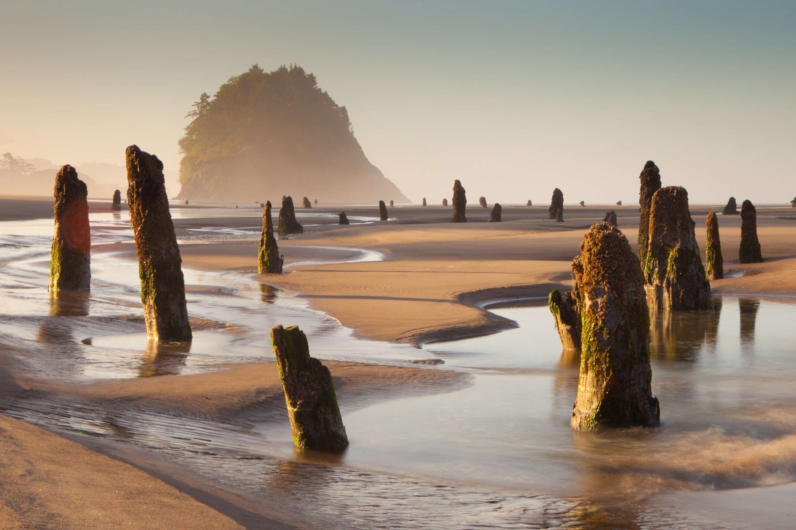 The-Mystery-Of-Oregon8217s-Neskowin-Beach-Ghost-Forests the-mystery-of-oregons-neskowin-beach-ghost-forests