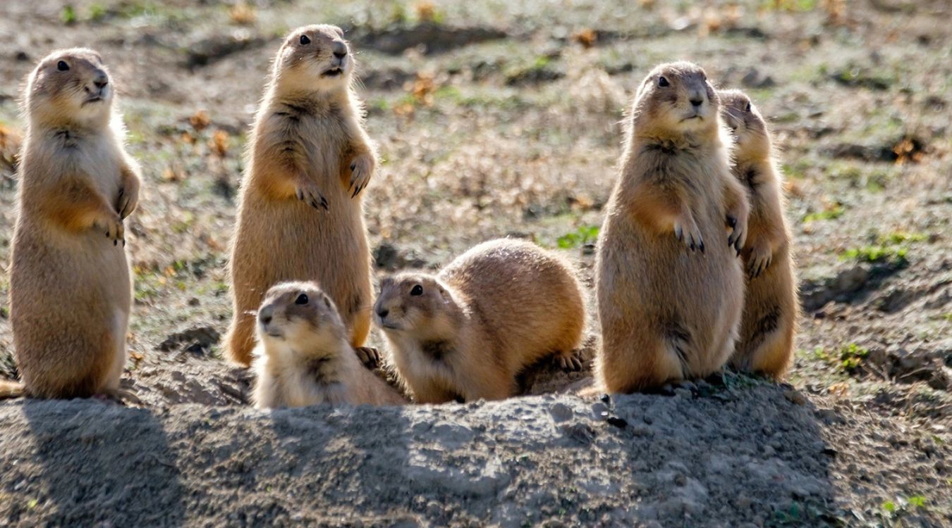 The-Mystery-Of-South-Dakota8217s-Vanishing-Prairie-Dog-Colonies the-mystery-of-south-dakotas-vanishing-prairie-dog-colonies