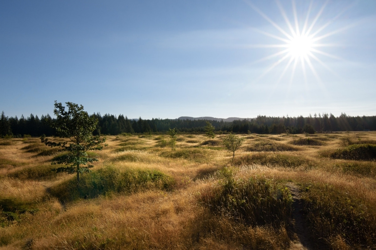 the-mystery-of-washingtons-mima-mounds