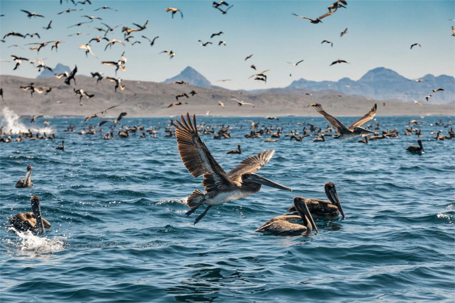 The-Secrets-Of-North-Dakota8217s-Migrating-Pelican-Colonies the-secrets-of-north-dakotas-migrating-pelican-colonies