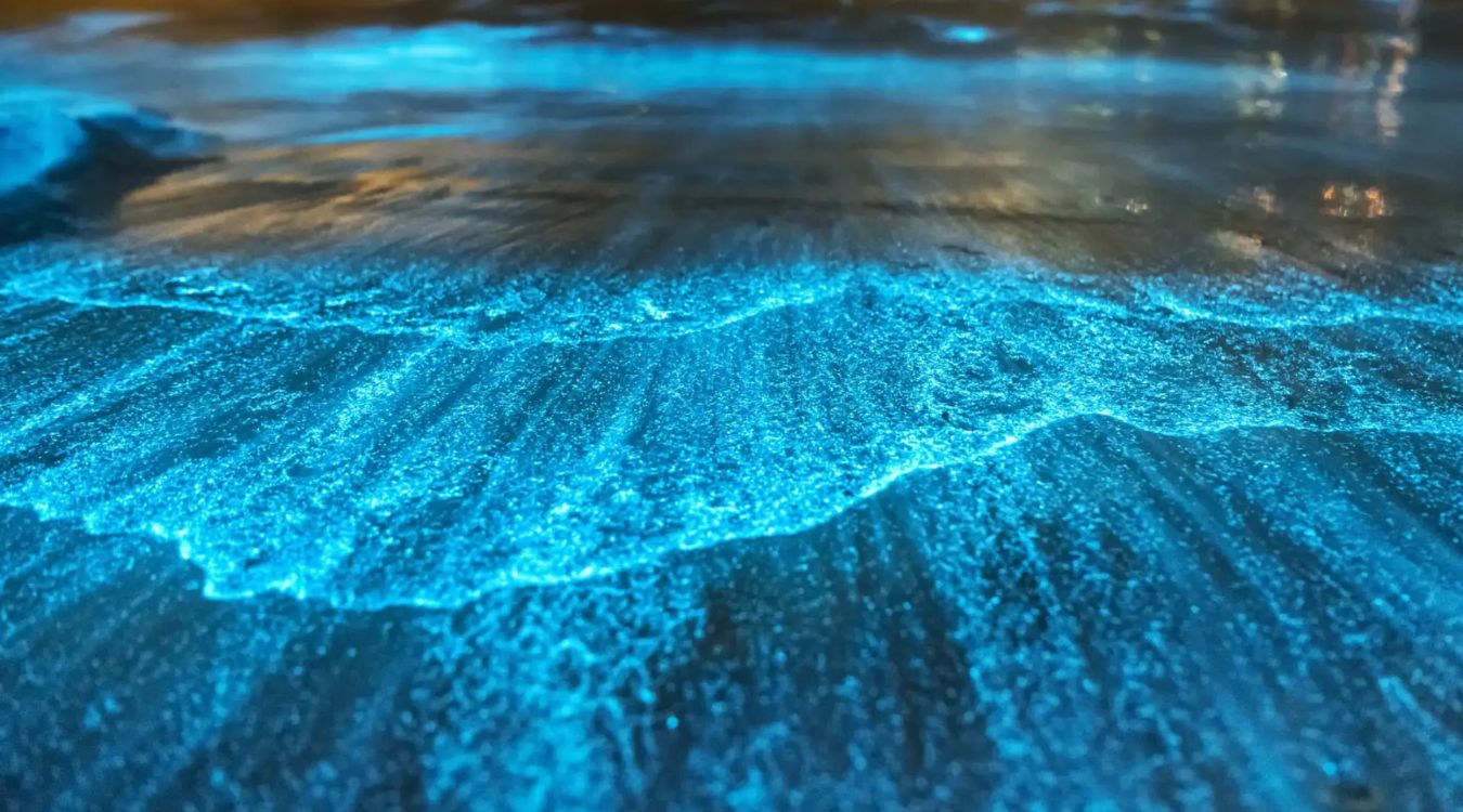 The-Secrets-Of-Puerto-Rico8217s-Bioluminescent-Bays the-secrets-of-puerto-ricos-bioluminescent-bays