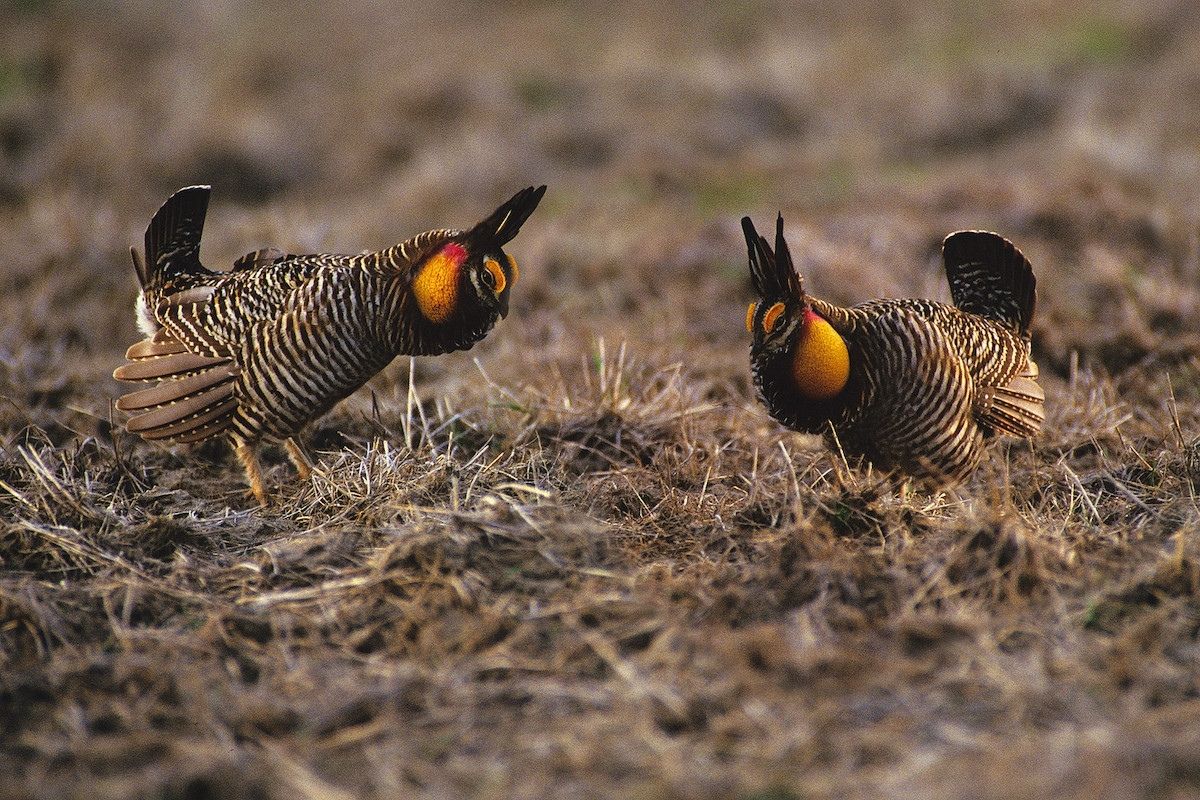 the-surprising-comeback-of-illinoiss-prairie-ridge-chicken-grounds