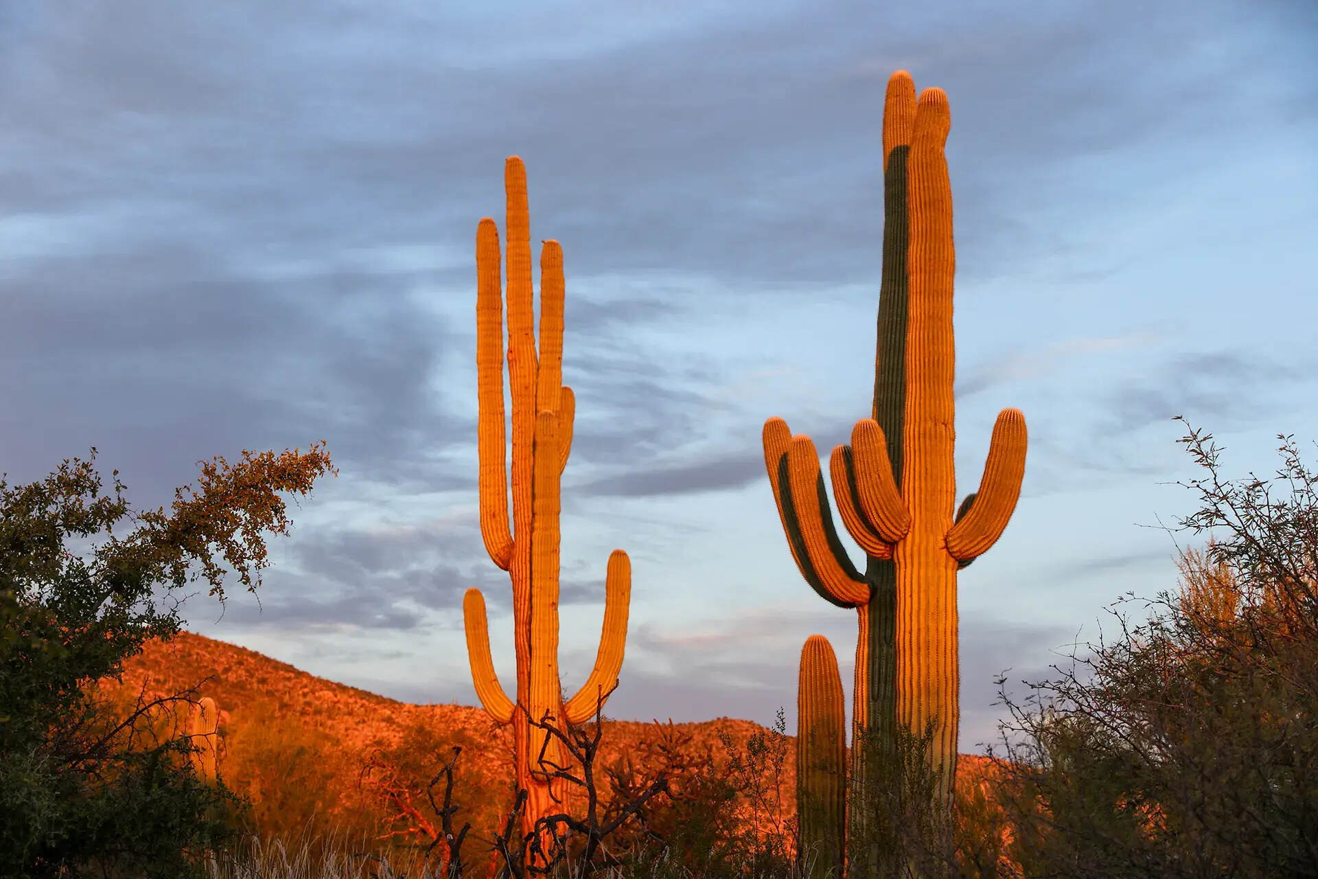 Twilight-Secrets-Of-Arizona8217s-Saguaro-Forests twilight-secrets-of-arizonas-saguaro-forests