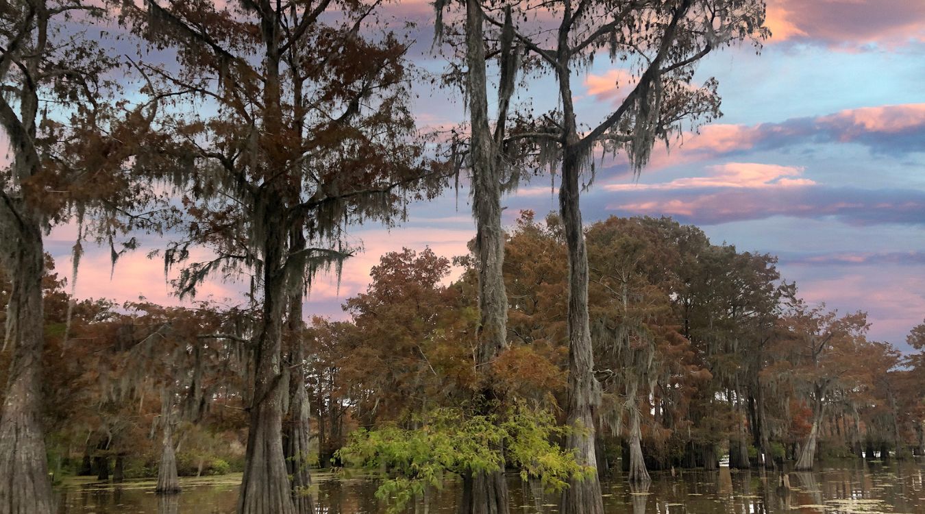 Twisted-Cypress-Knee-Secrets-Of-Louisiana8217s-Henderson-Swamp twisted-cypress-knee-secrets-of-louisianas-henderson-swamp