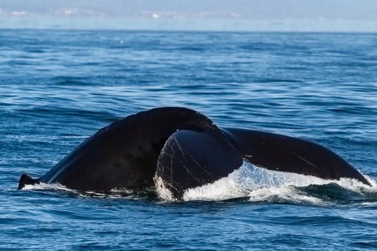whale-pathways-of-californias-point-reyes