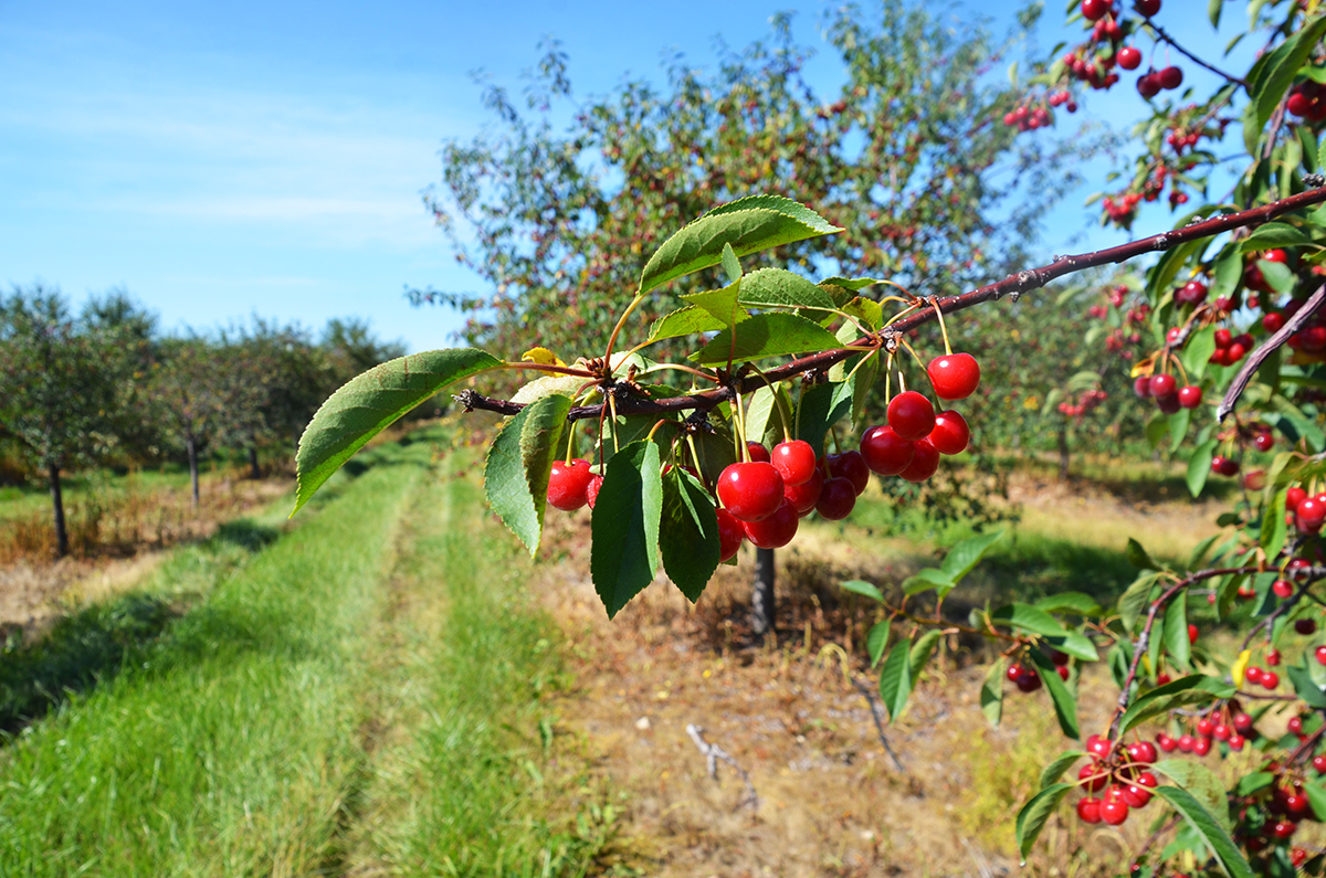 Wisconsin8217s-Door-County-Cherry-Orchards-Revealed wisconsins-door-county-cherry-orchards-revealed
