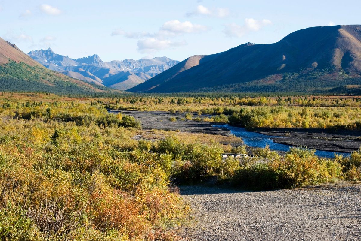 Alaska8217s-Denali-Savage-River-Loop-Trail-And-Its-Dall-Sheep-Habitat alaskas-denali-savage-river-loop-trail-and-its-dall-sheep-habitat