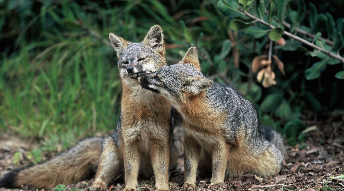 californias-channel-islands-fox-recovery-areas-revealed