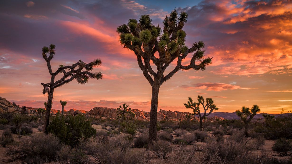 curious-adaptations-of-californias-joshua-tree