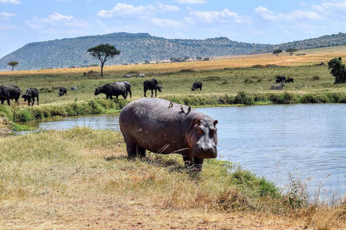 curious-facts-about-kenyas-maasai-mara-hippo-pool-spots