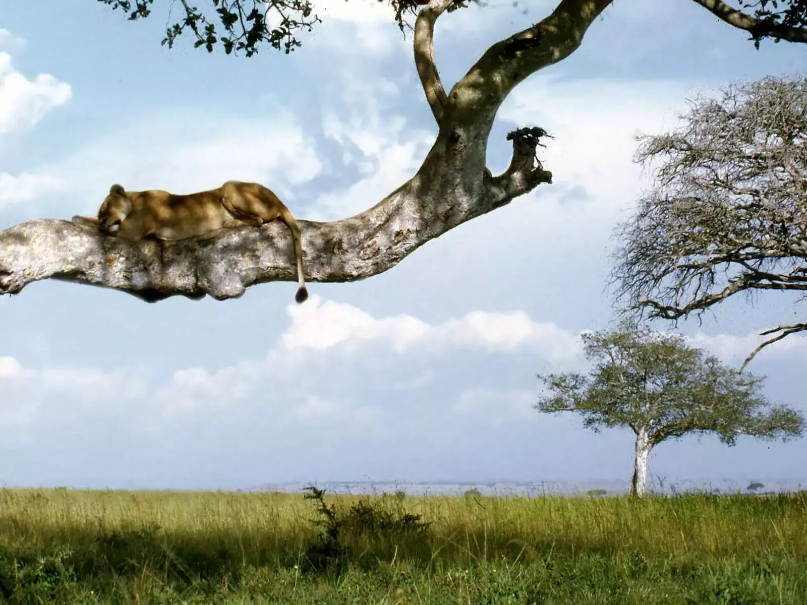 curious-facts-about-ugandas-tree-climbing-lions