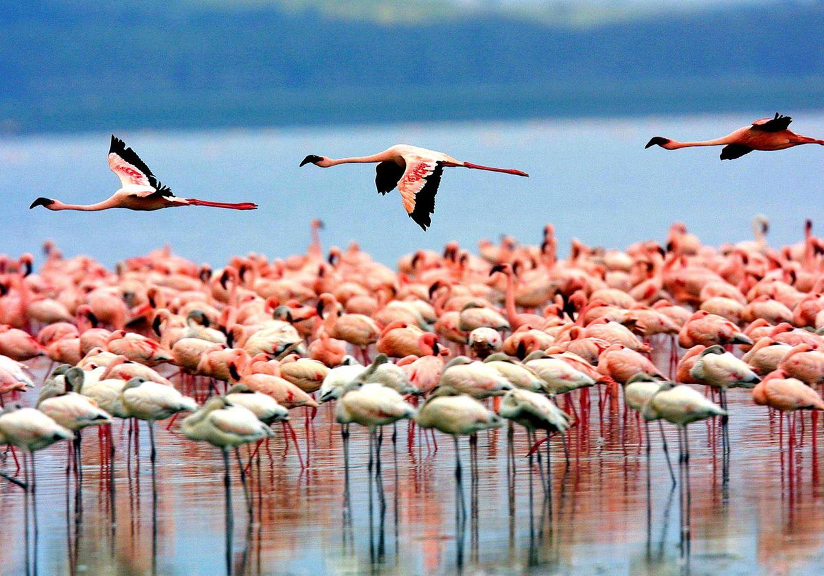 curious-wonders-of-tanzanias-ngorongoro-crater-flamingo-lake