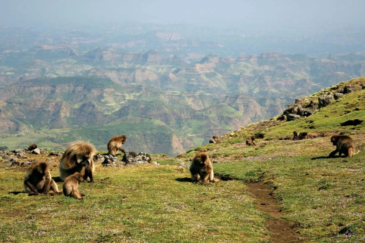 ethiopias-simien-mountains-and-the-gelada-monkey-troops