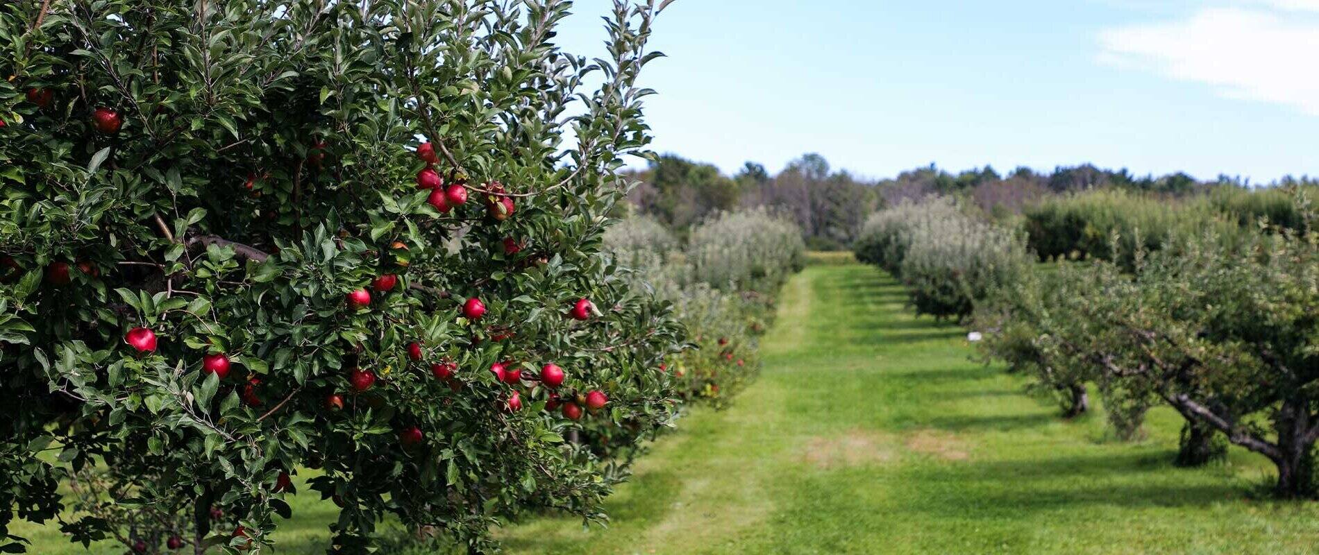 hidden-apple-orchards-of-vermonts-champlain-valley