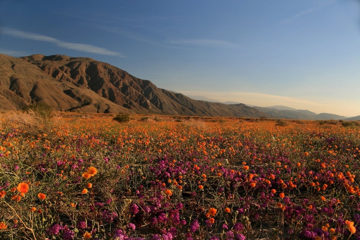 hidden-bighorn-sightings-in-californias-anza-borrego