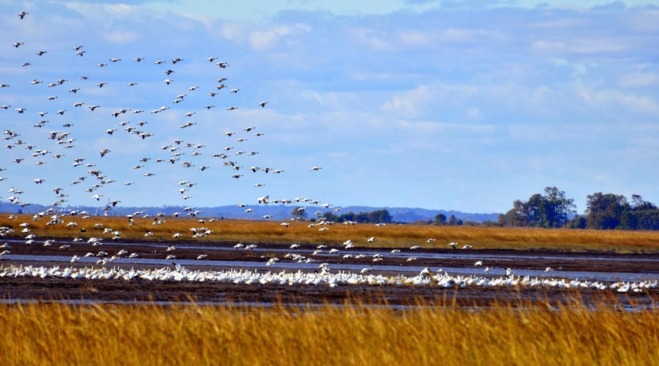 hidden-bird-migration-paths-in-delawares-bombay-hook