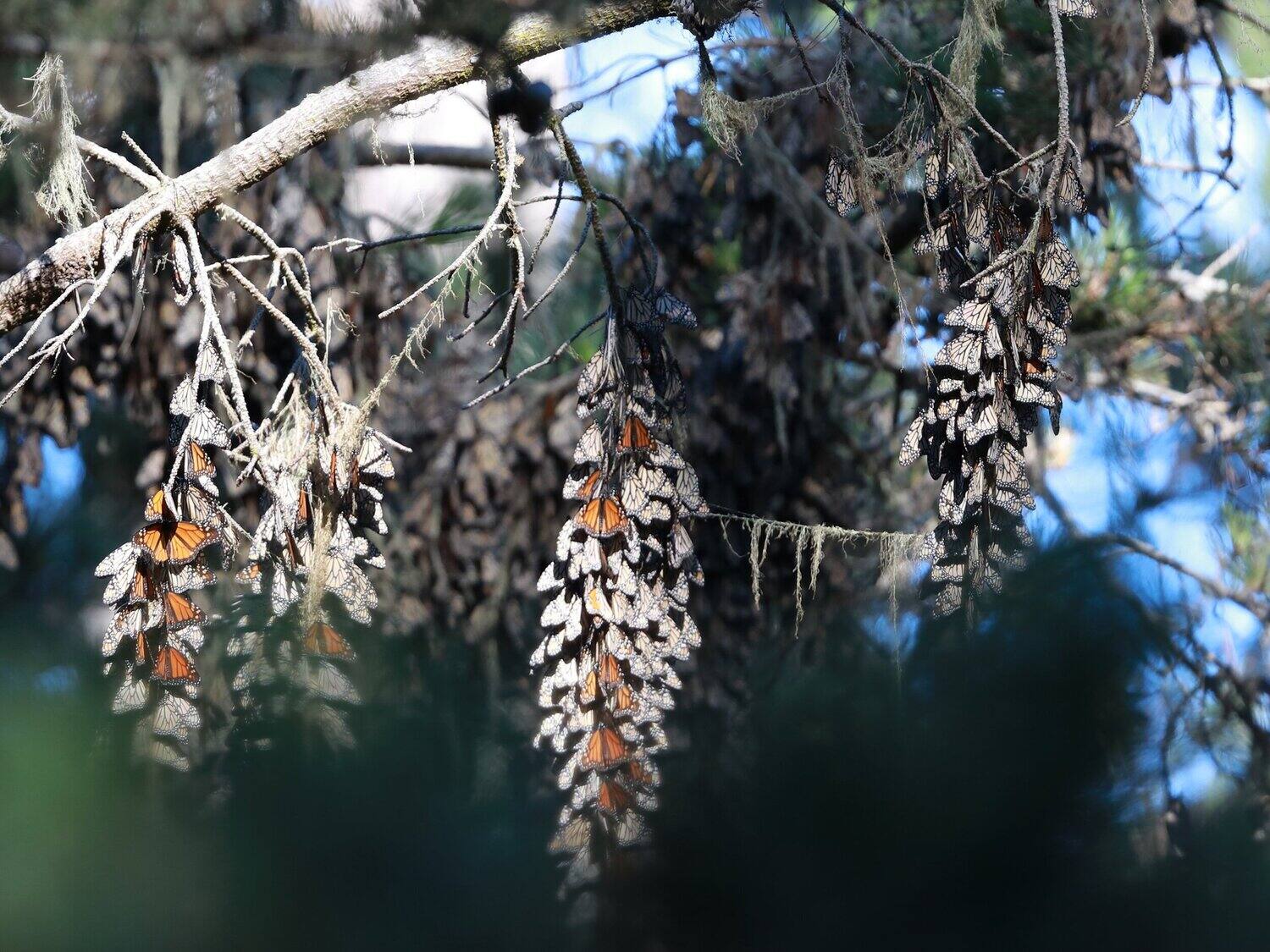 hidden-butterfly-sanctuaries-in-pacific-grove