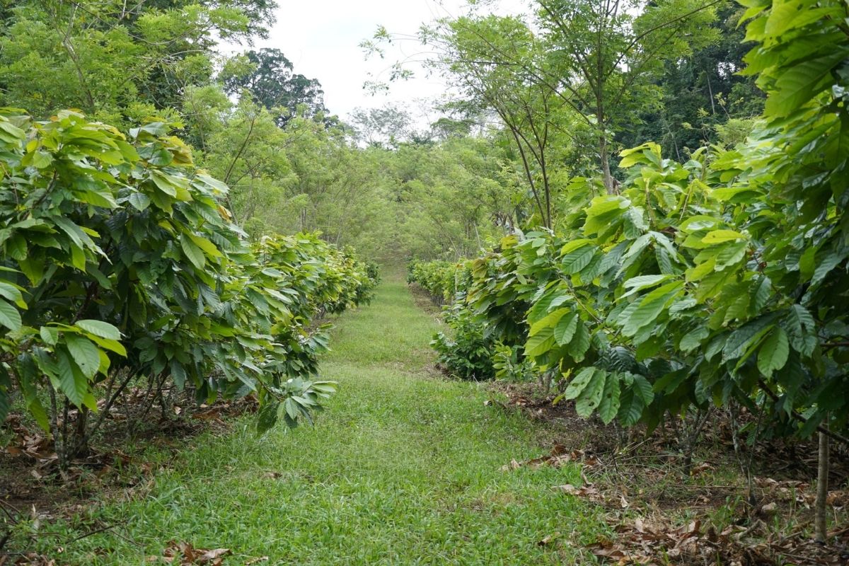 hidden-cacao-plantations-of-guatemalas-quirigua-region