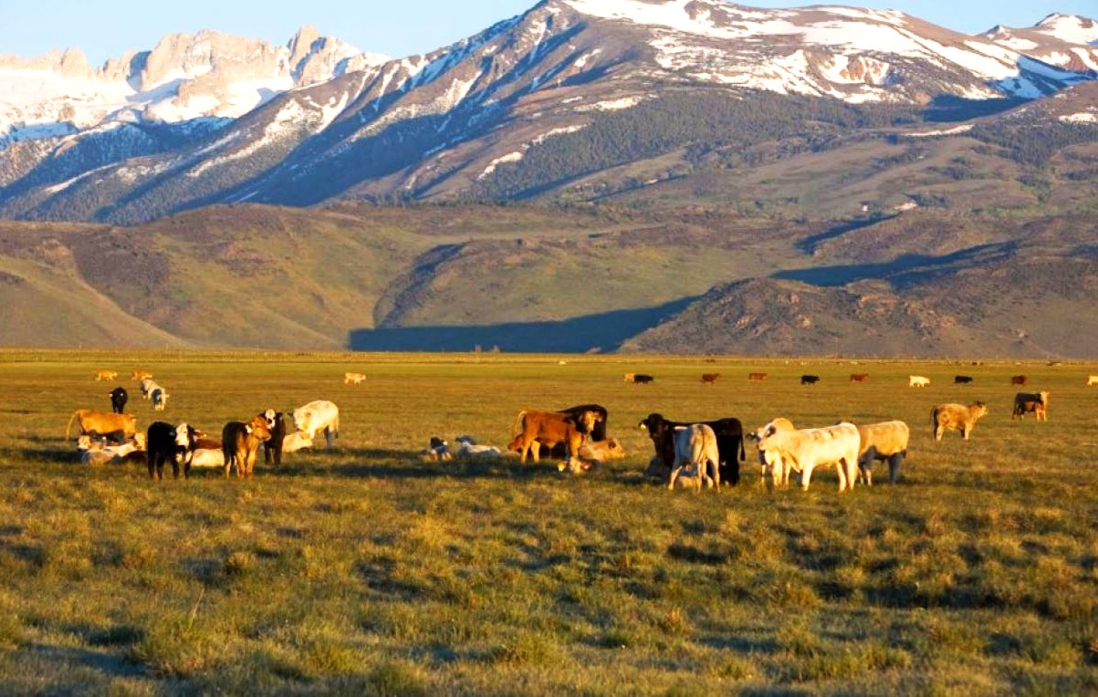 Hidden-Cattle-Ranch-Sites-In-Nevada8217s-Toiyabe-Range hidden-cattle-ranch-sites-in-nevadas-toiyabe-range