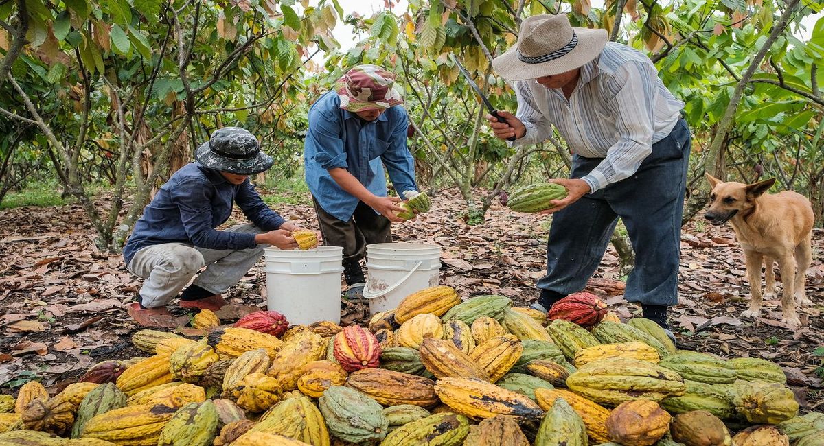 hidden-chocolate-tours-in-ecuadors-cacao-farms