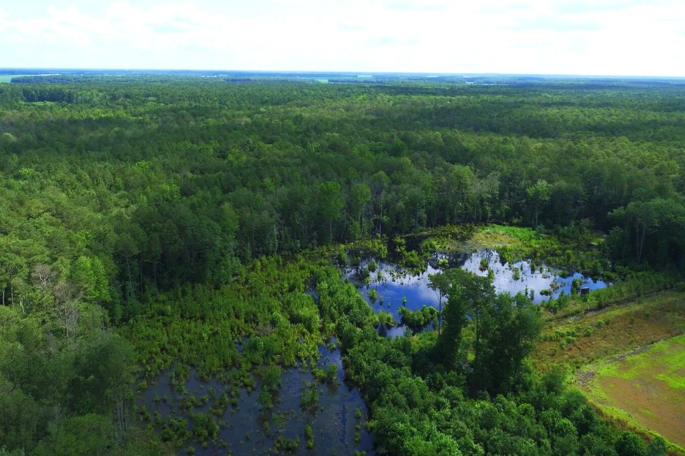 hidden-coastal-marshes-of-delawares-great-cypress-swamp